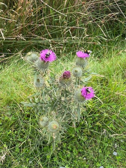 The Burrow, Langholm, Dumfries And Galloway Εξωτερικό φωτογραφία